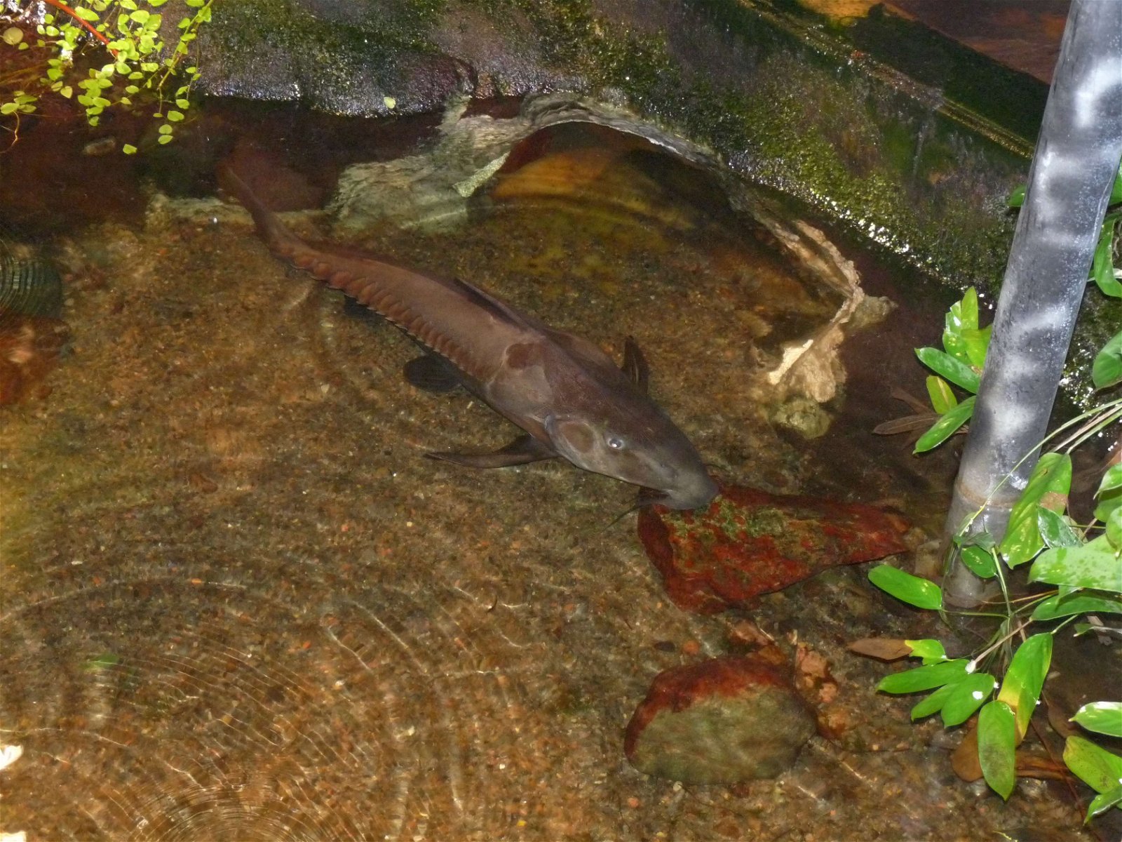 Aquaria Water Museum