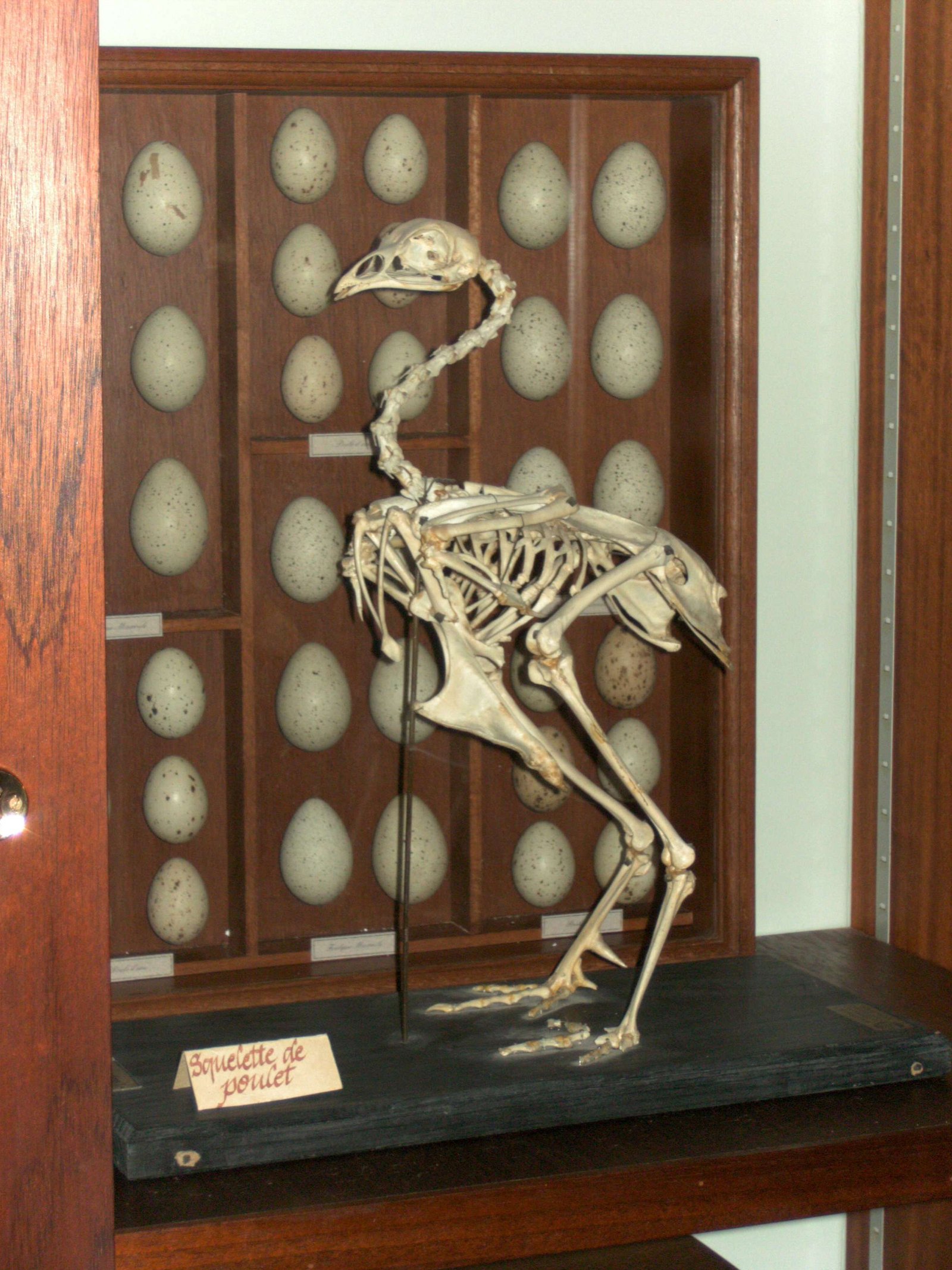 NEM - Nature Extraordinary Museum