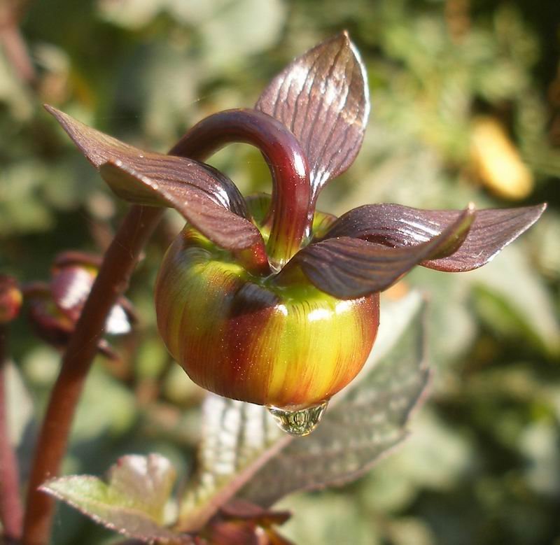 University of Oxford Botanic Garden