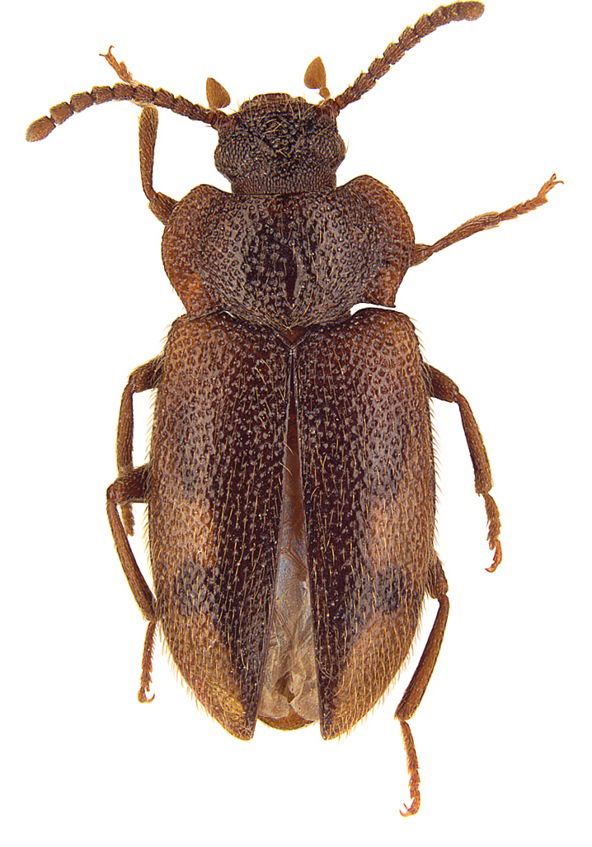 Staatliches Museum für Naturkunde Stuttgart