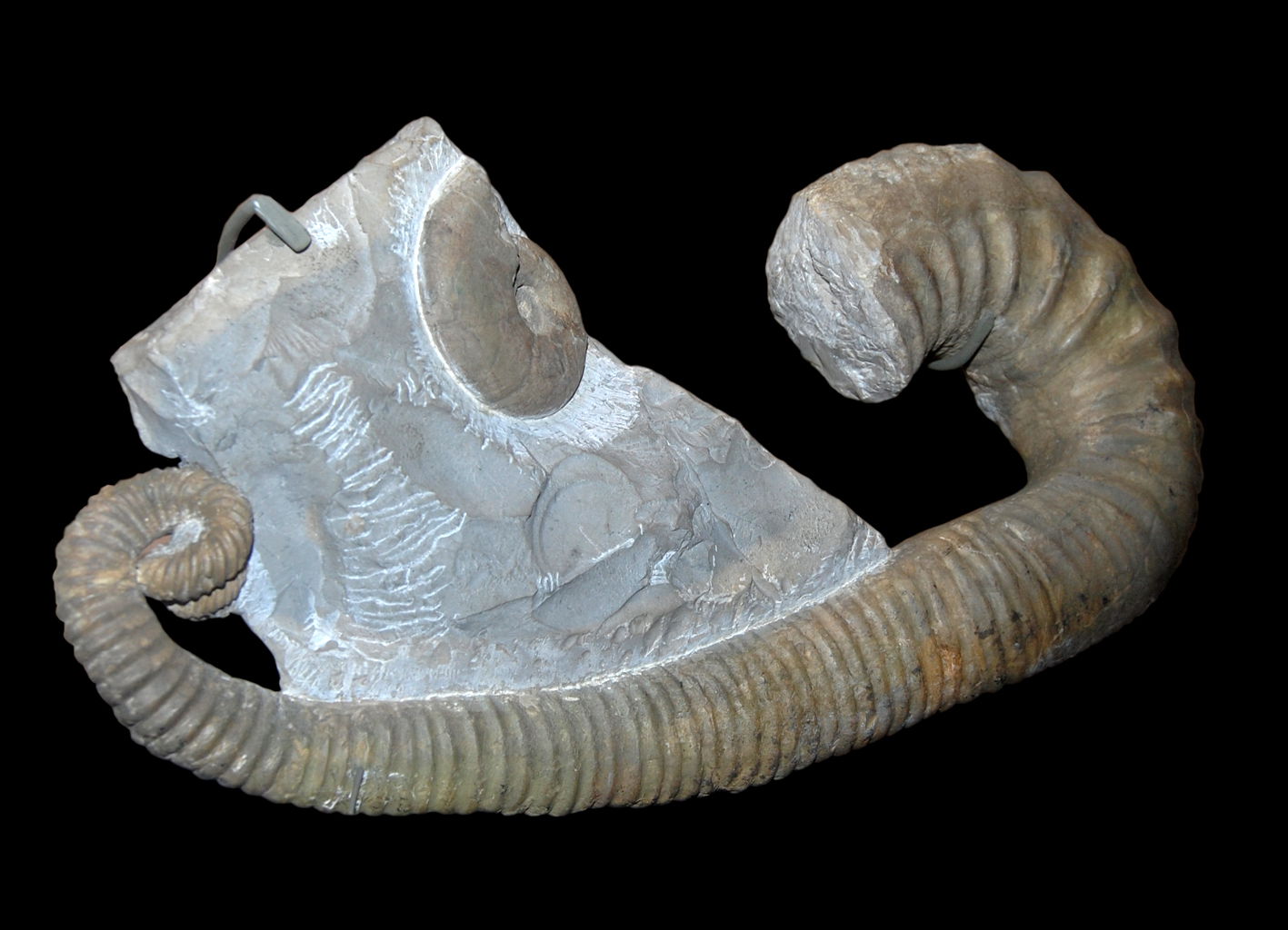 Naturhistorisches Museum