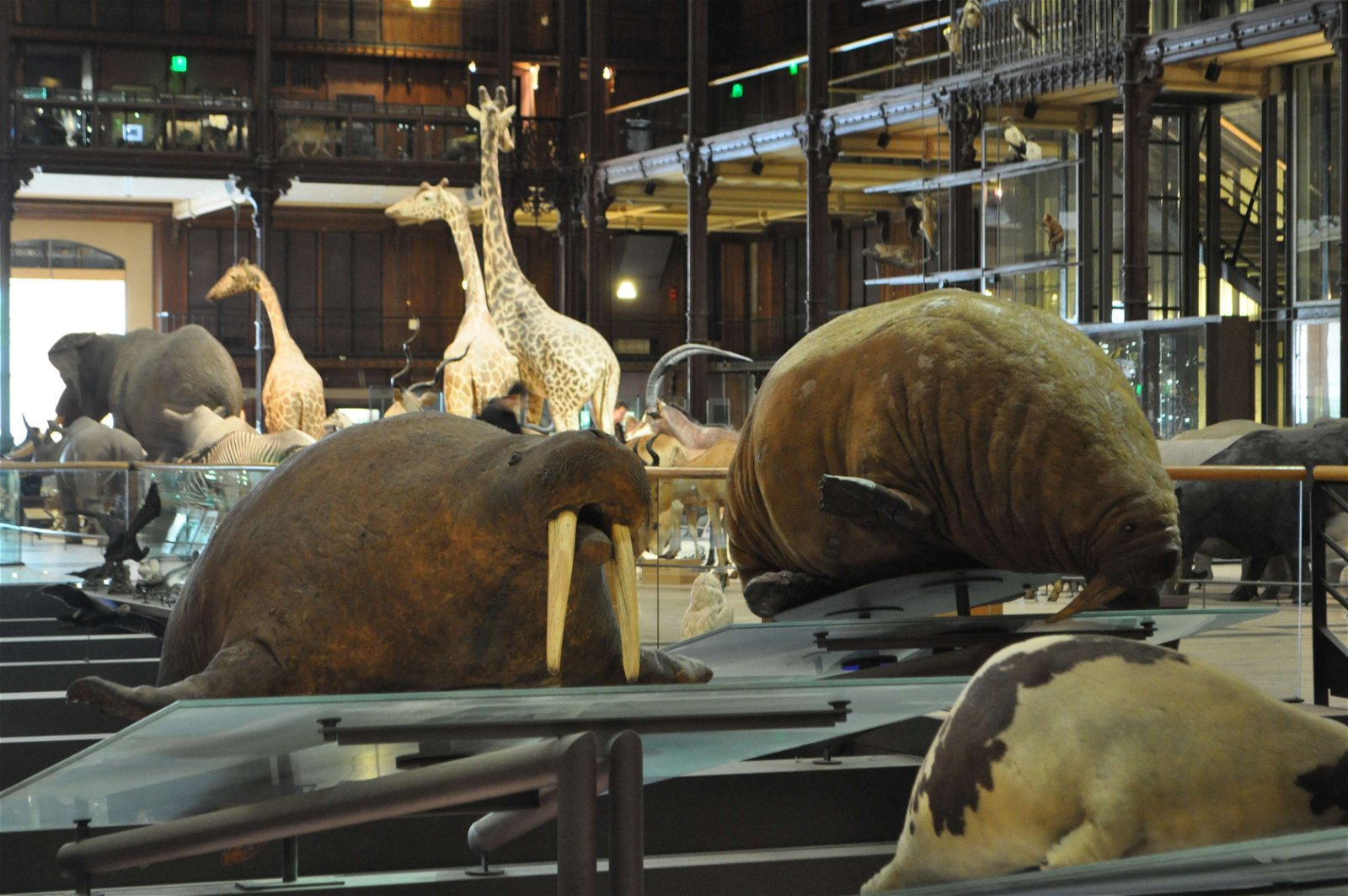 Grande Galerie de l'Evolution