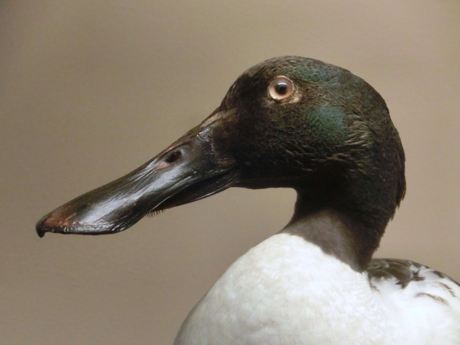 Göteborg Natural History Museum