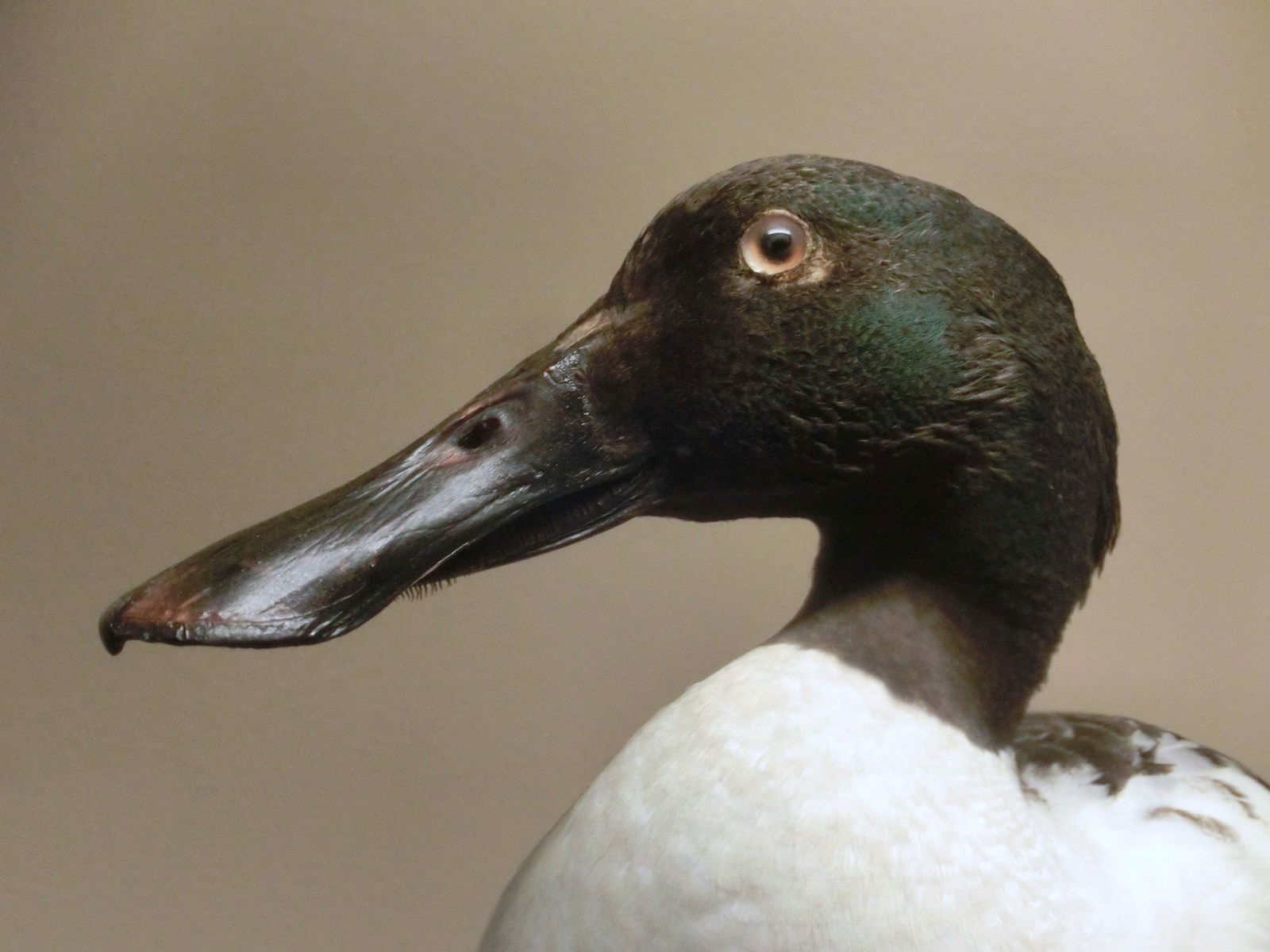 Göteborg Natural History Museum