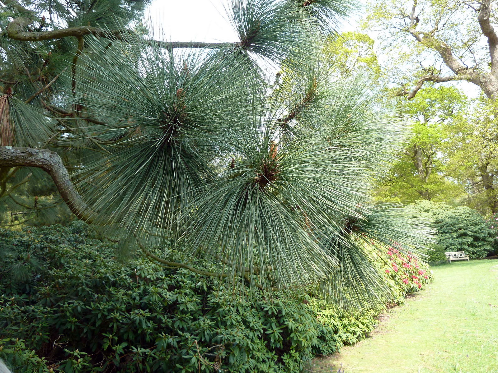 Jardín botánico de Sheffield