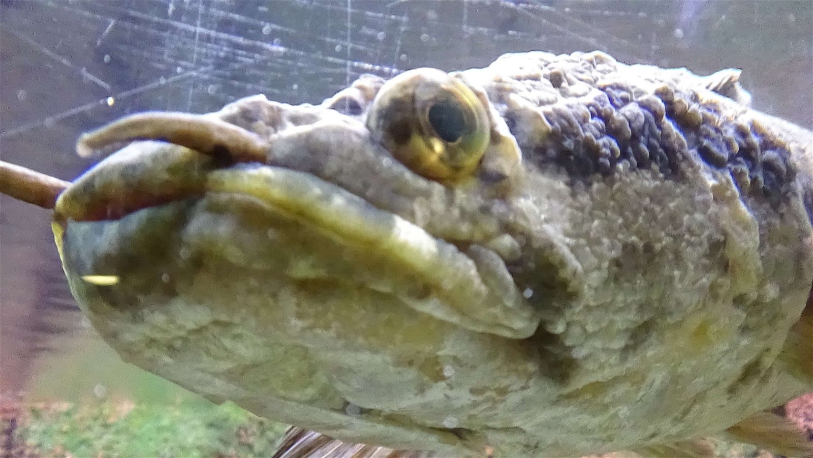 Aquarium de la Porte Dorée