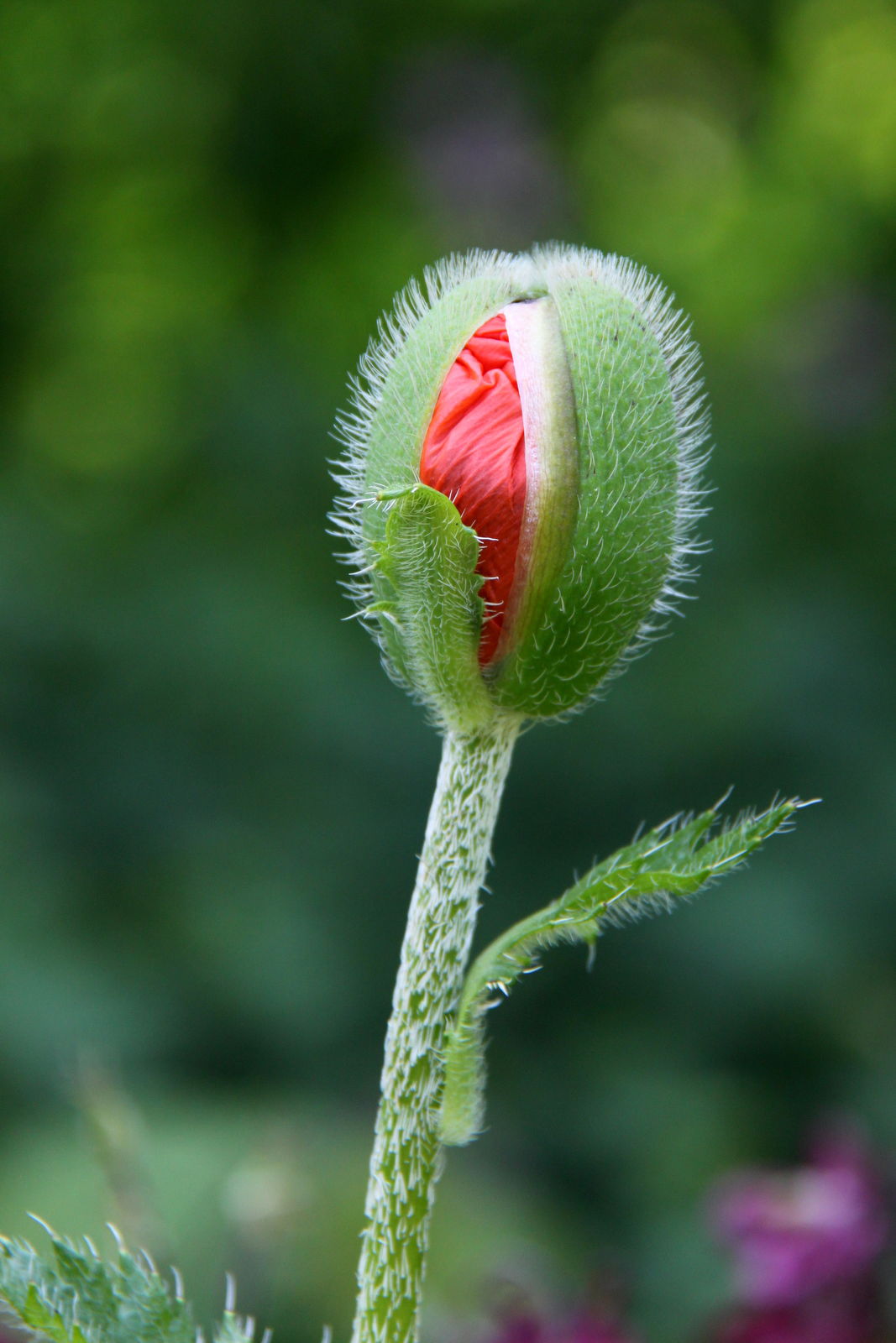 Arboretum de Kalmthout