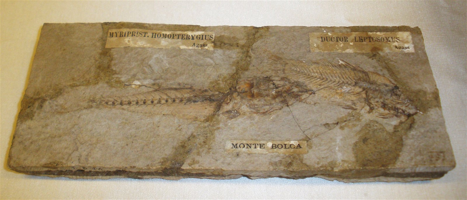 Museo Geologico Giovanni Capellini