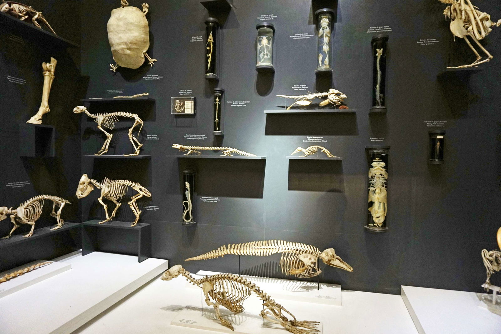 Grigore Antipa National Museum of Natural History