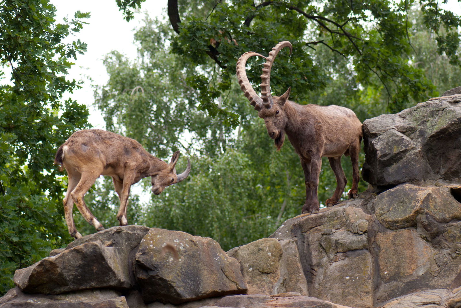 Tierpark