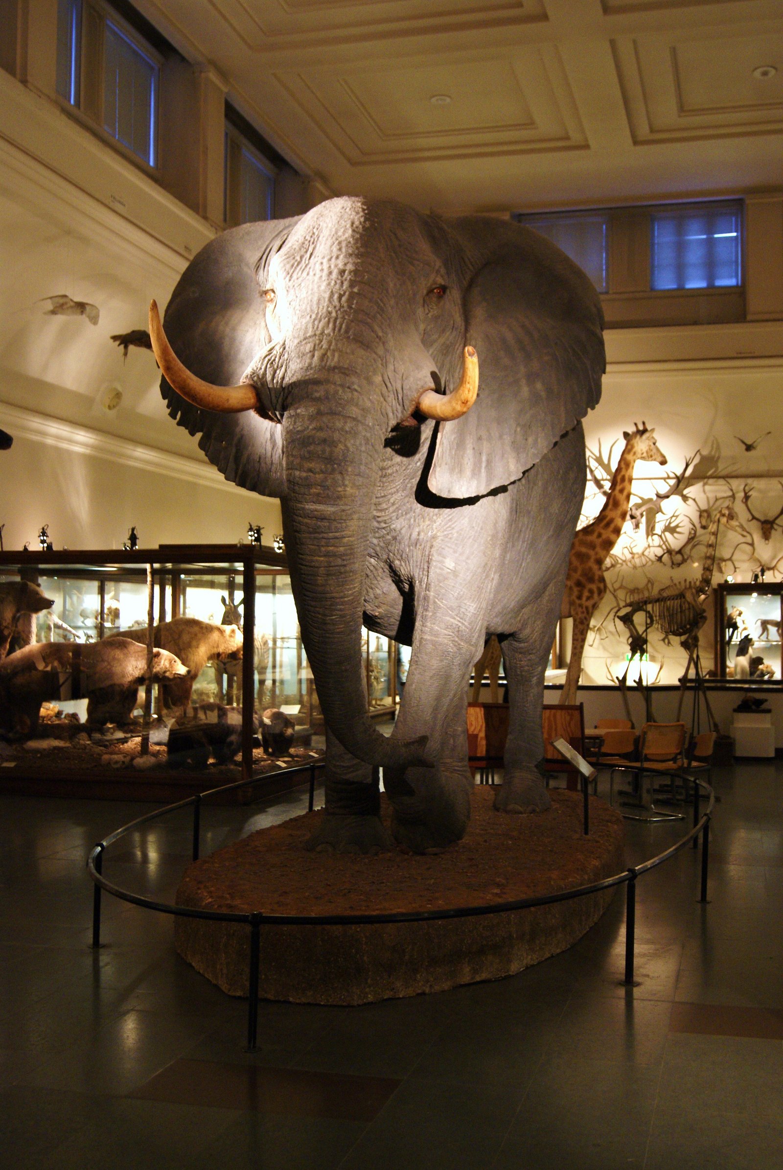 Göteborg Natural History Museum