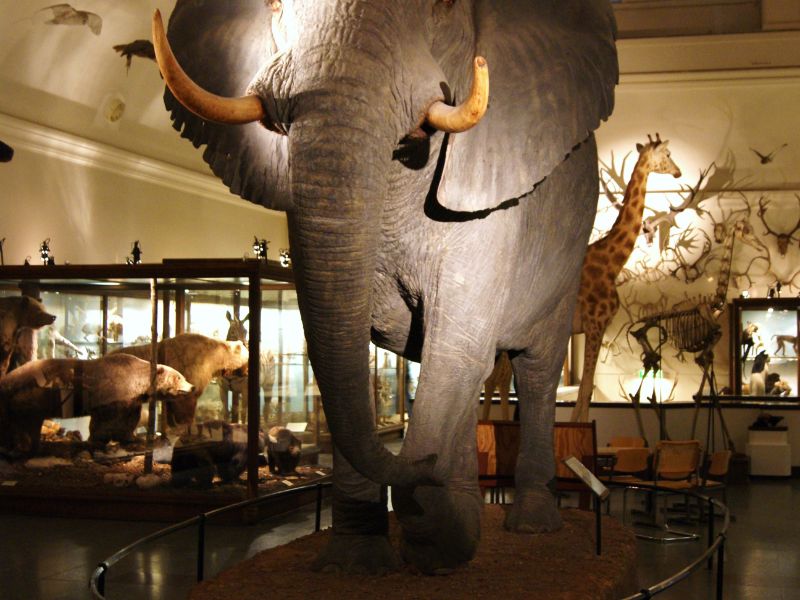 Göteborg Natural History Museum