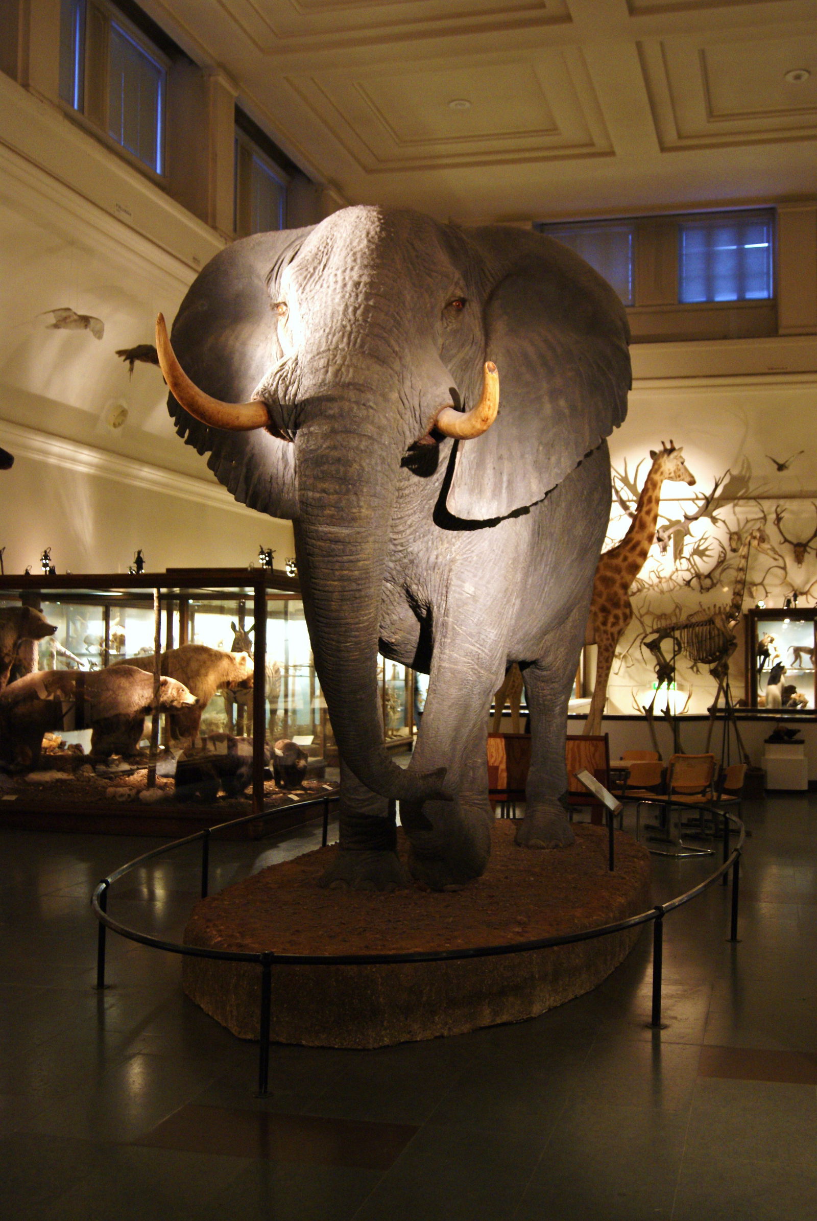 Göteborg Natural History Museum