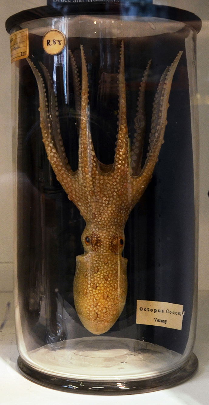 Grant Museum of Zoology