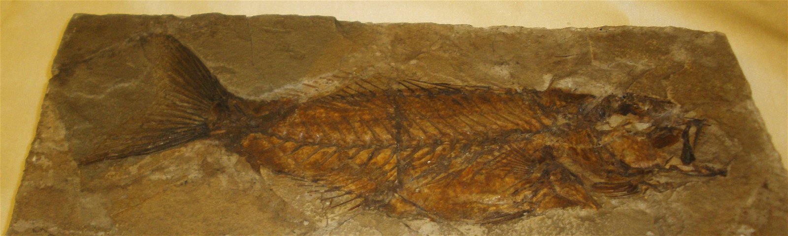 Museo Geologico Giovanni Capellini