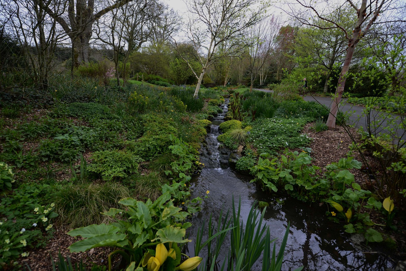 RHS Garden Rosemoor
