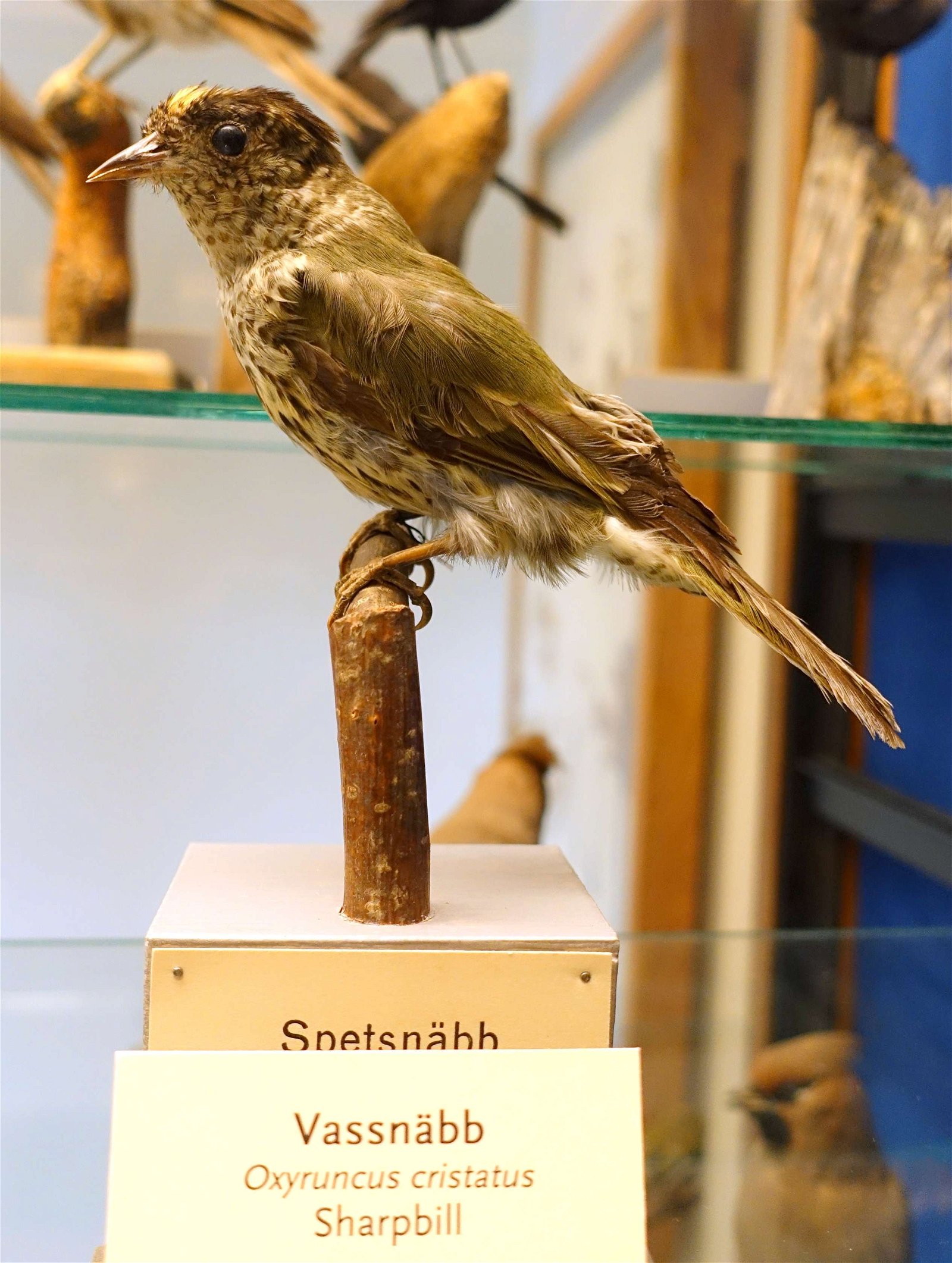 Swedish Museum of Natural History