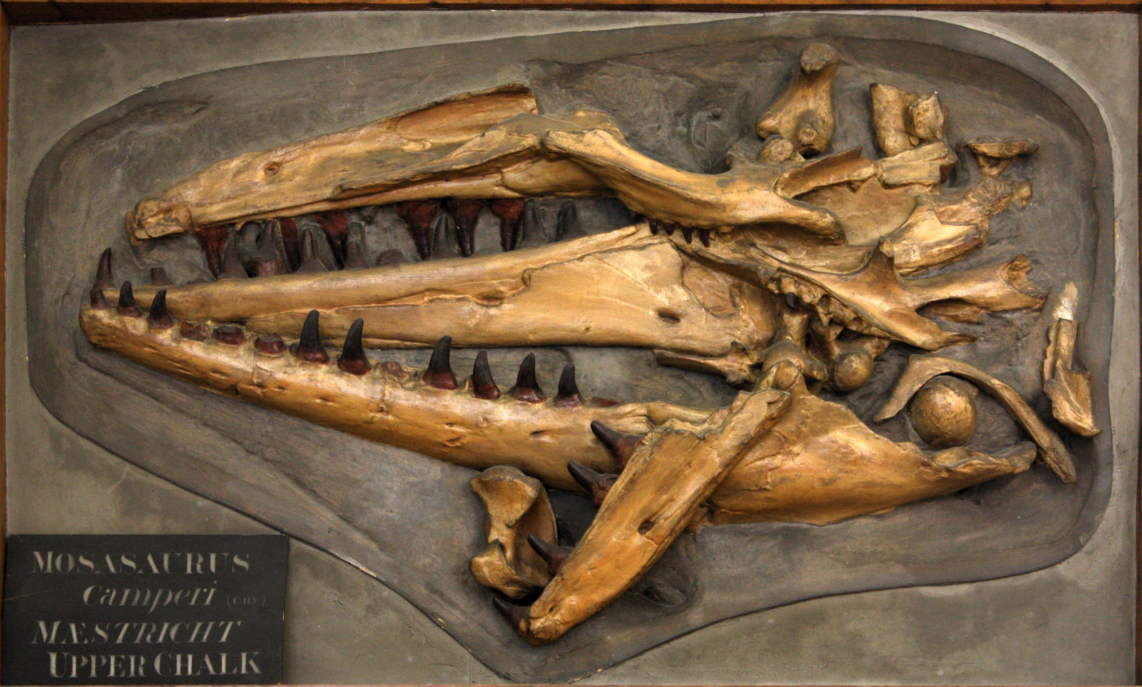 Museo Sedgwick de Ciencias de la Tierra