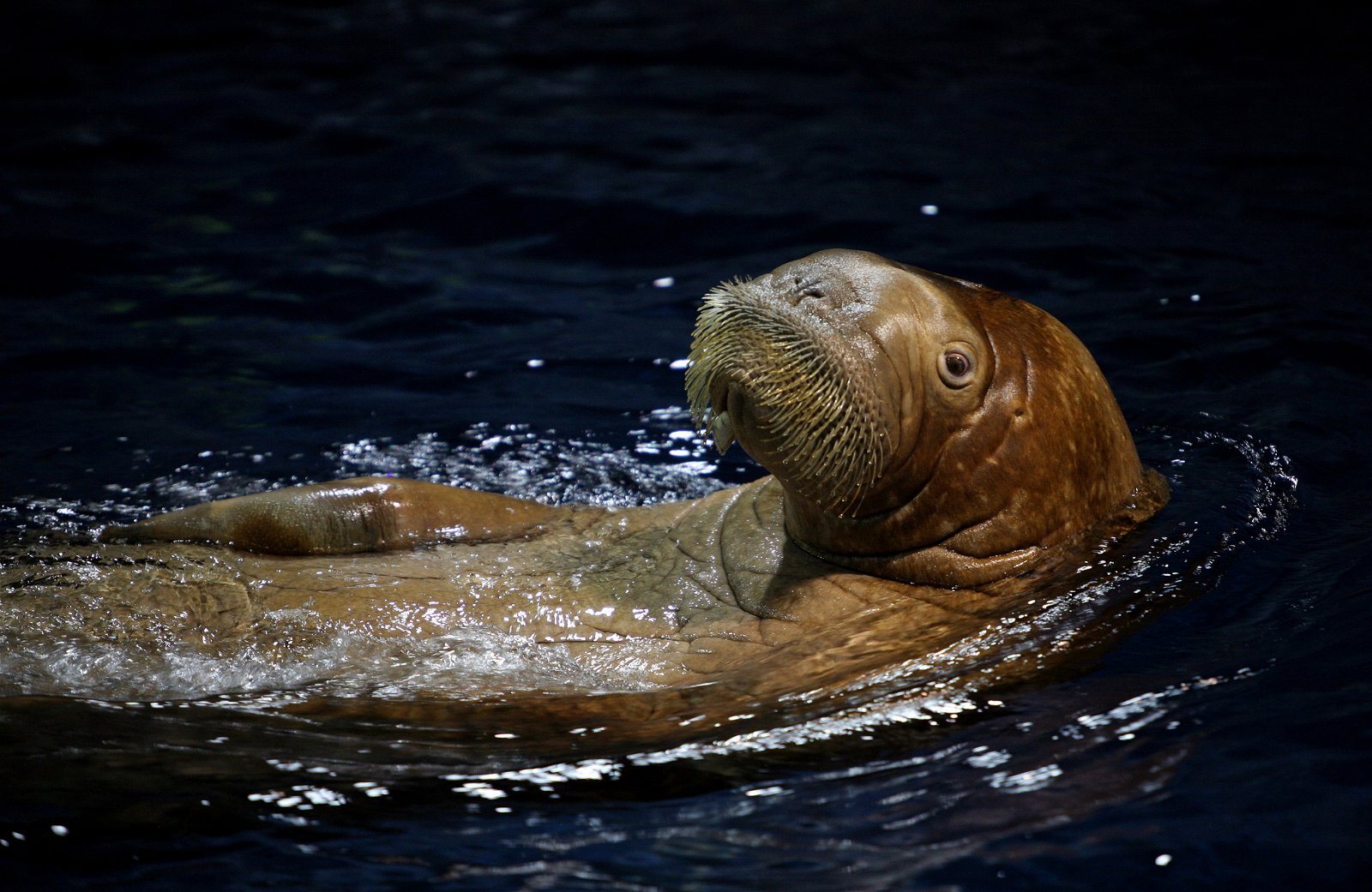 Oceanogràfic of Valencia