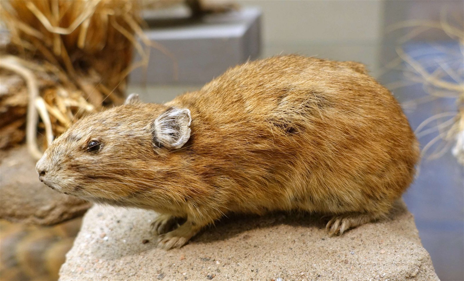 Swedish Museum of Natural History