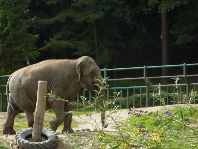 Oliwa Zoo Gdańsk