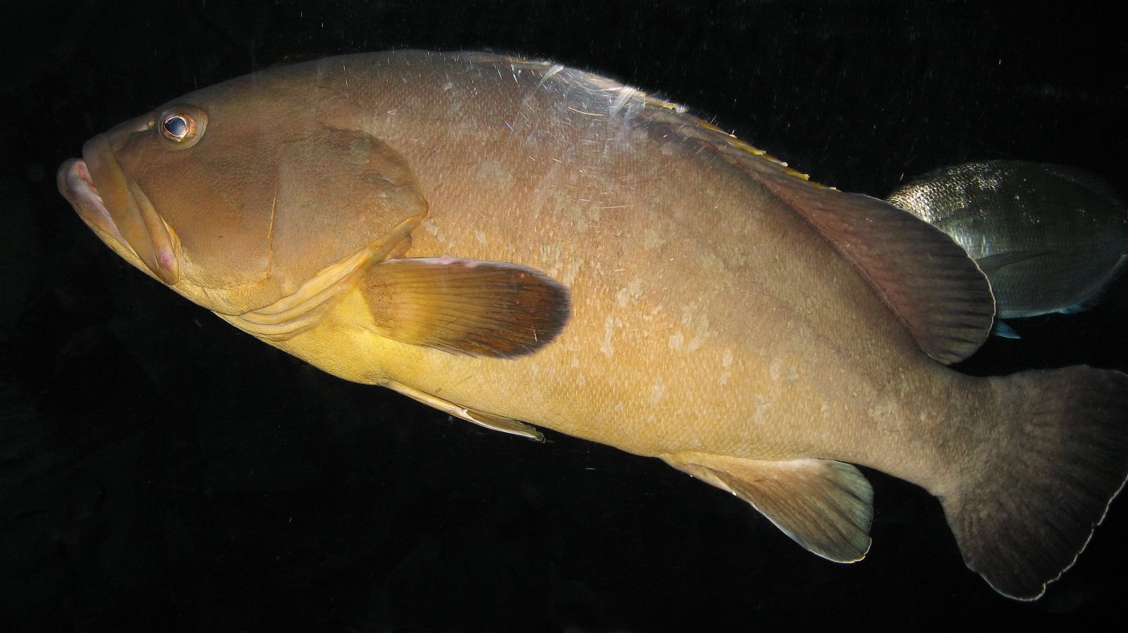 Aquarium de Paris - CineAqua