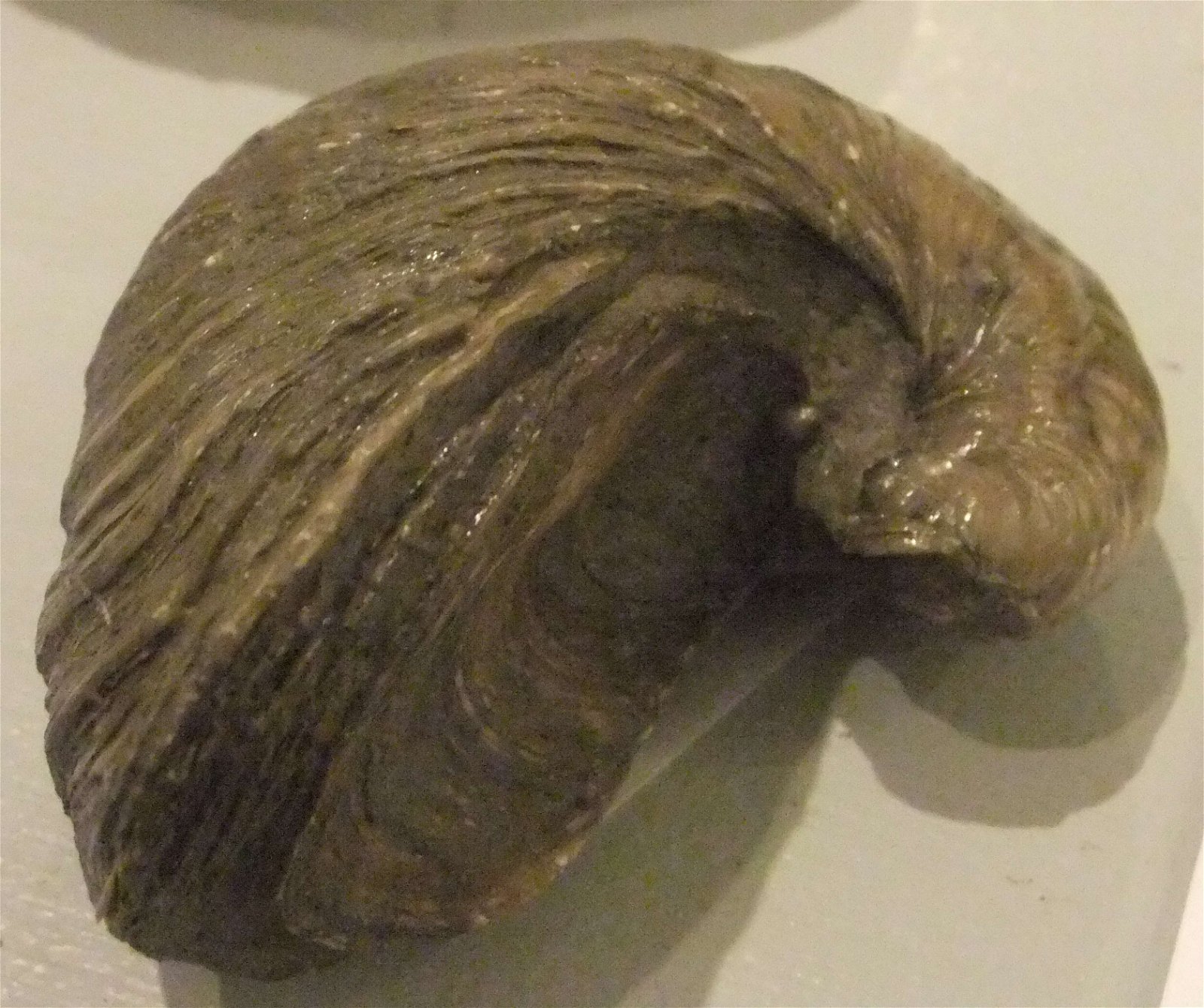 Wrexham County Borough Museum and Archives