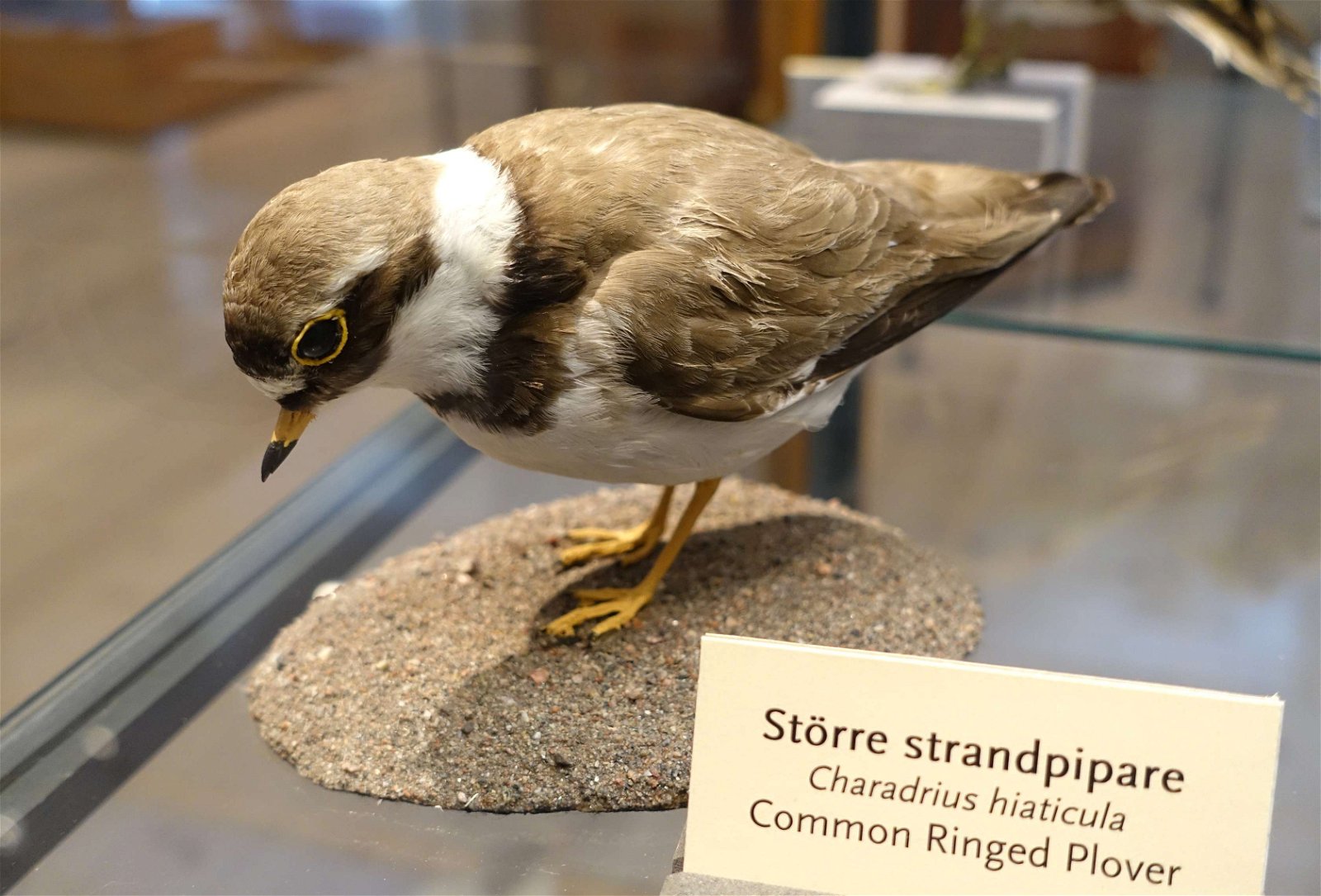 Swedish Museum of Natural History