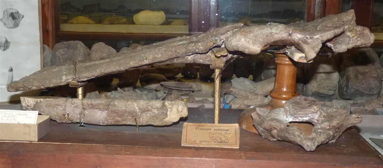 Museo Geologico Giovanni Capellini