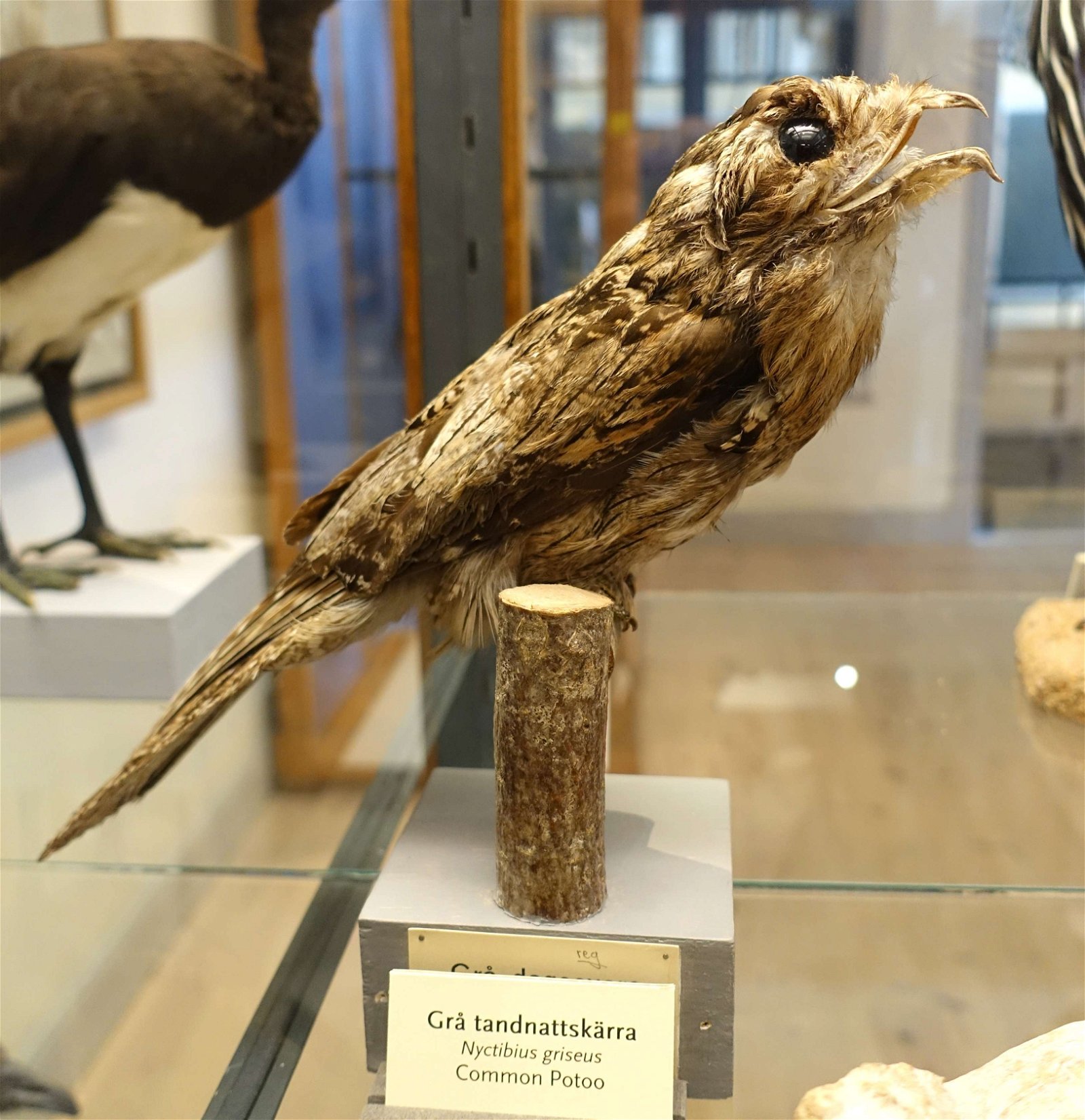 Swedish Museum of Natural History