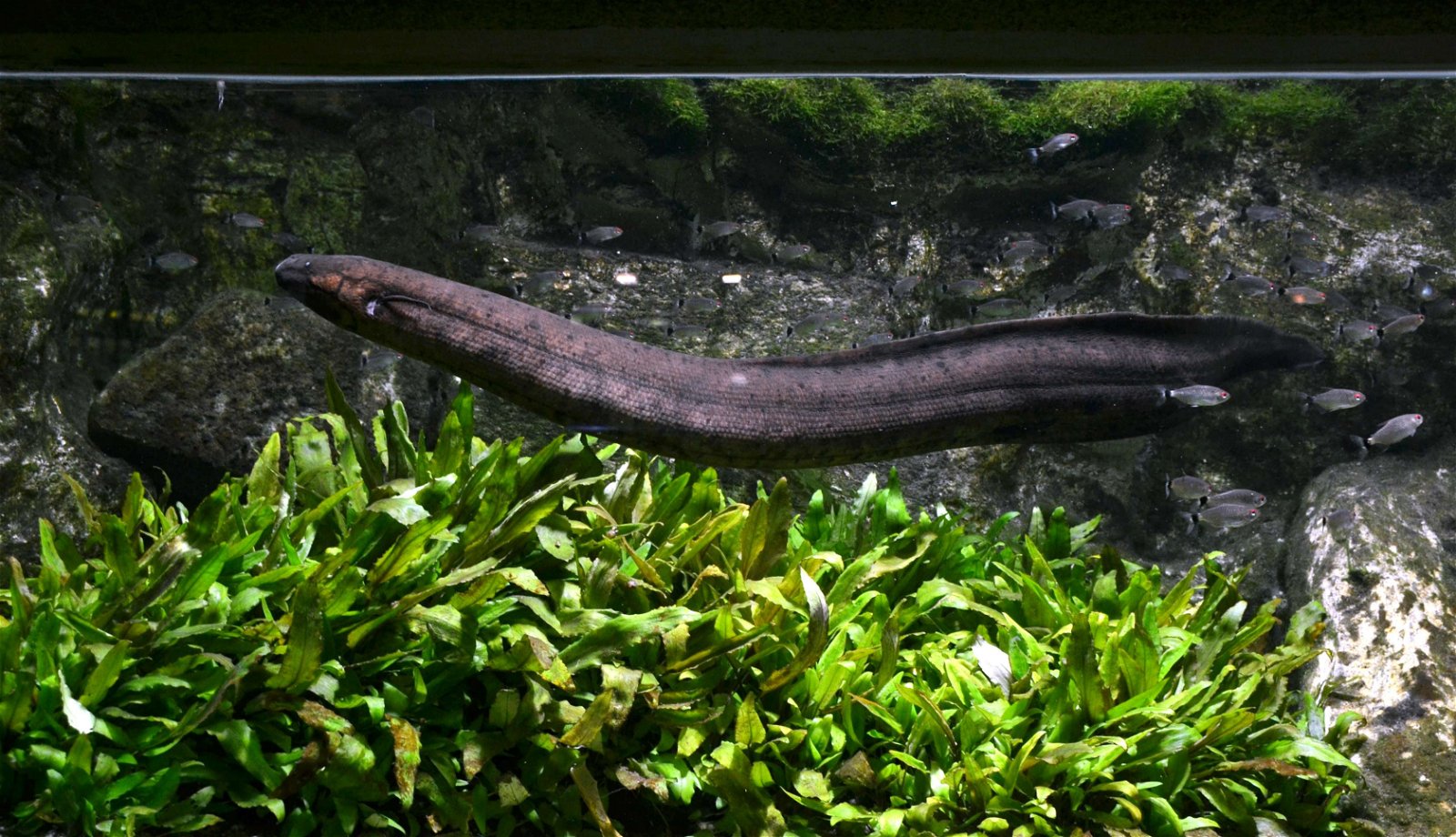 Aquarium de la Porte Dorée