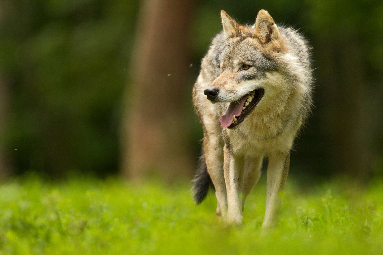 Wildpark - Domein van de Grotten van Han