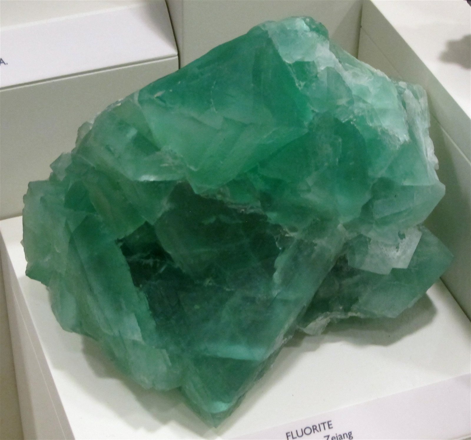 University of Florence Natural History Museum - Geology and Paleontology