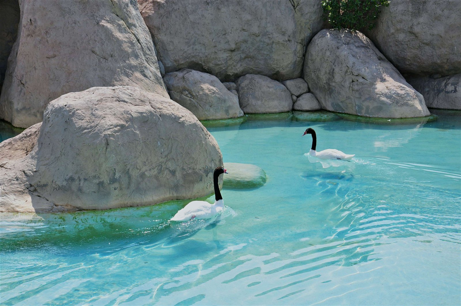 Oceanogràfic of Valencia