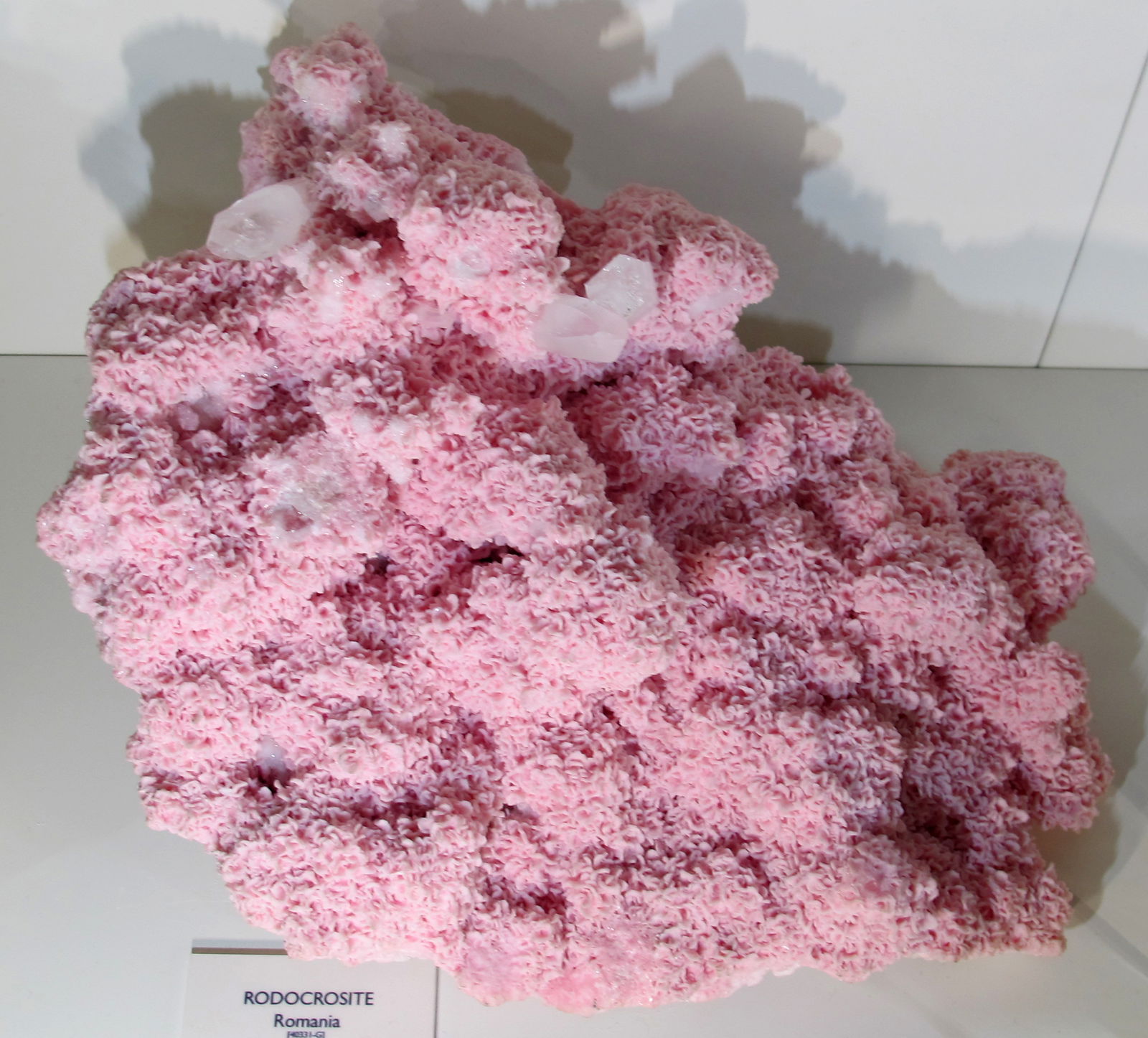 Museo di Storia Naturale di Firenze - Geologia e Paleontologia