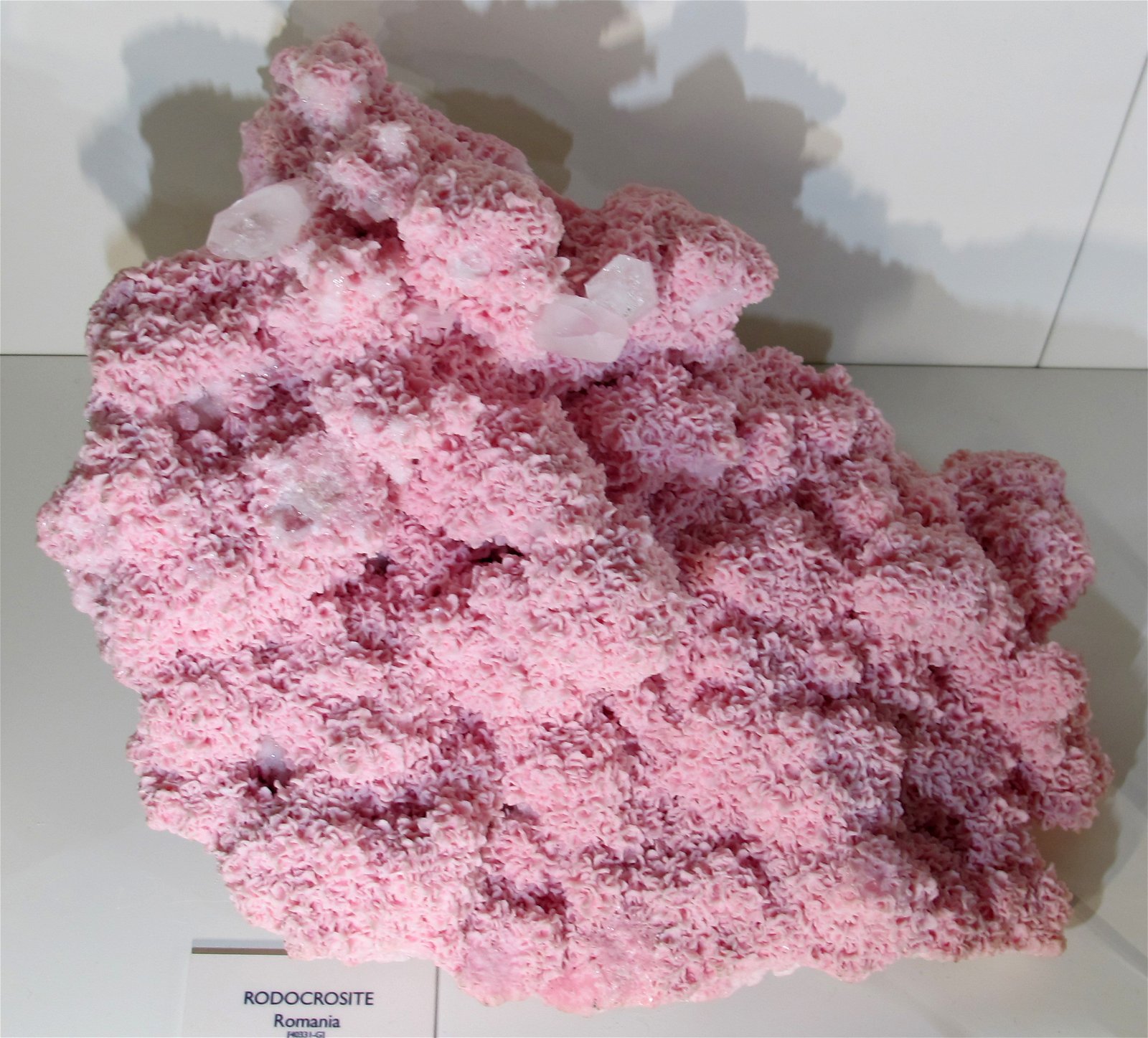 University of Florence Natural History Museum - Geology and Paleontology