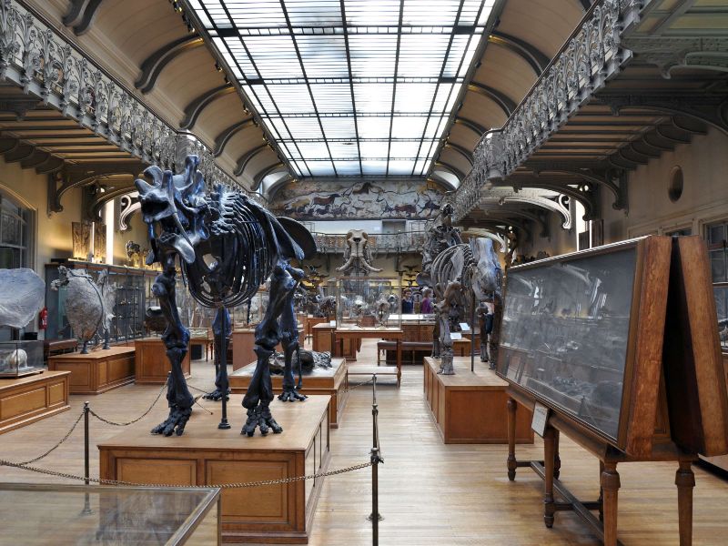 Gallery of Paleontology and Comparative Anatomy