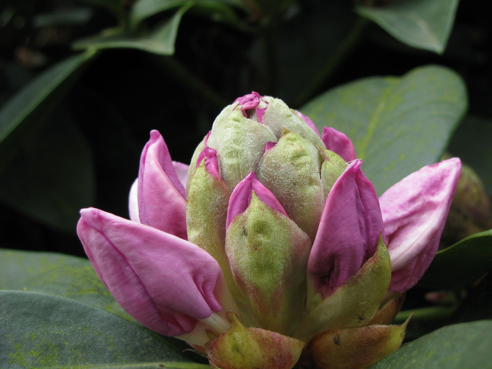 Arboretum de Kalmthout