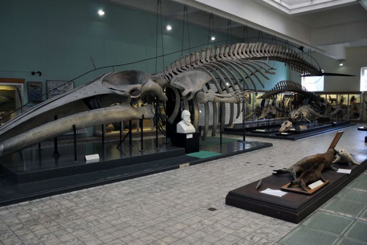 Aquarium-Museum van Luik