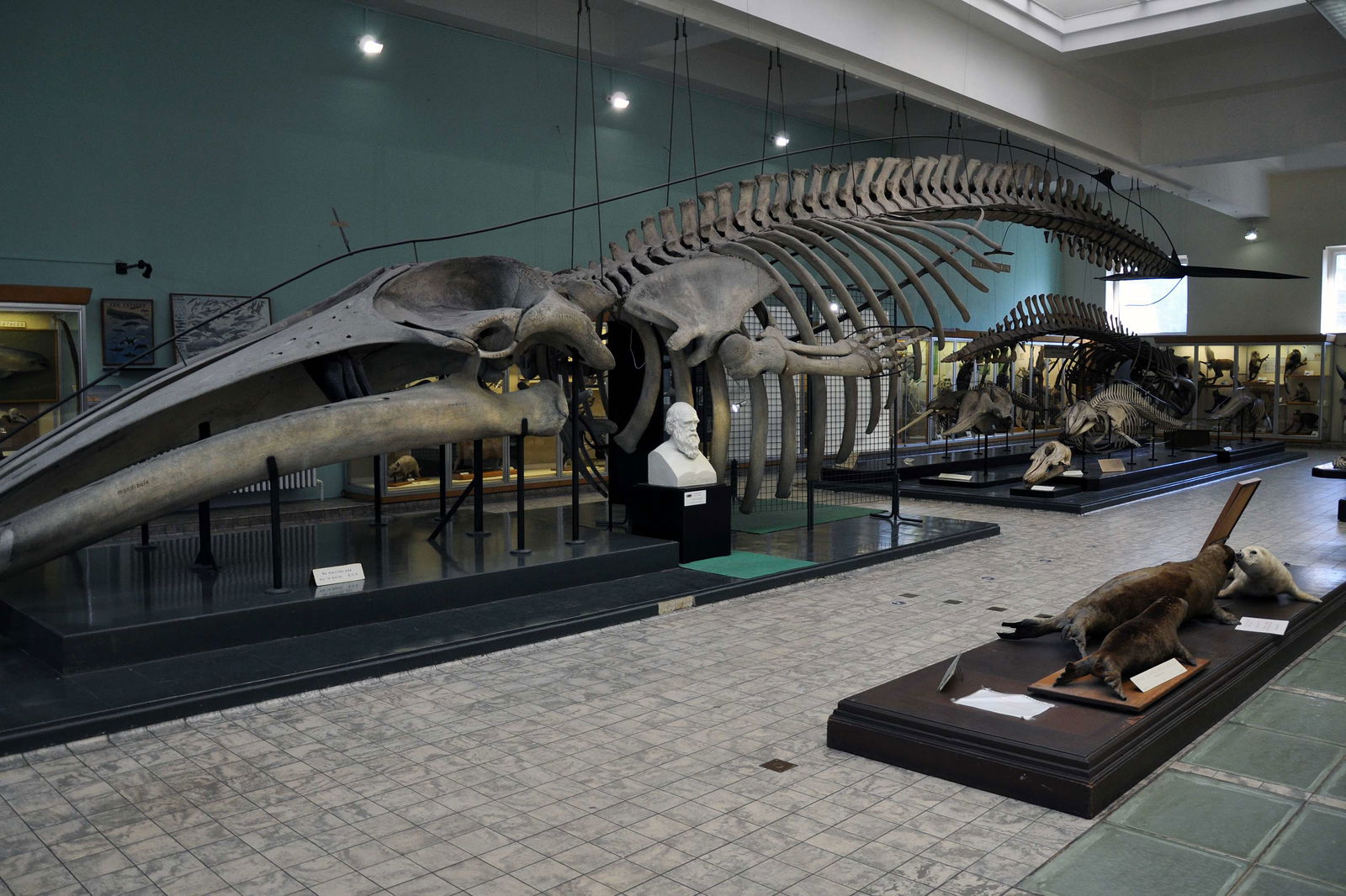 Liege Aquarium-Museum