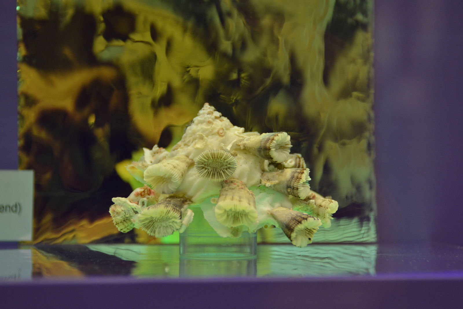 Paleontological Museum Munich