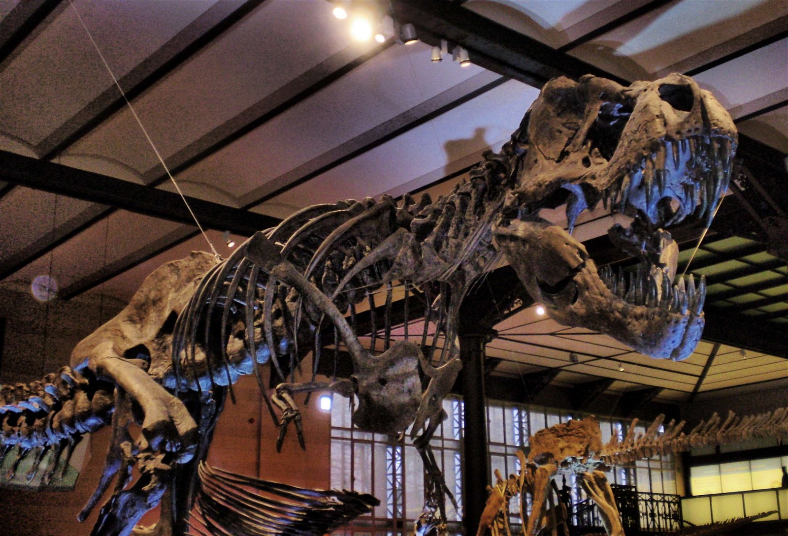 Natural Science Museum of Belgium