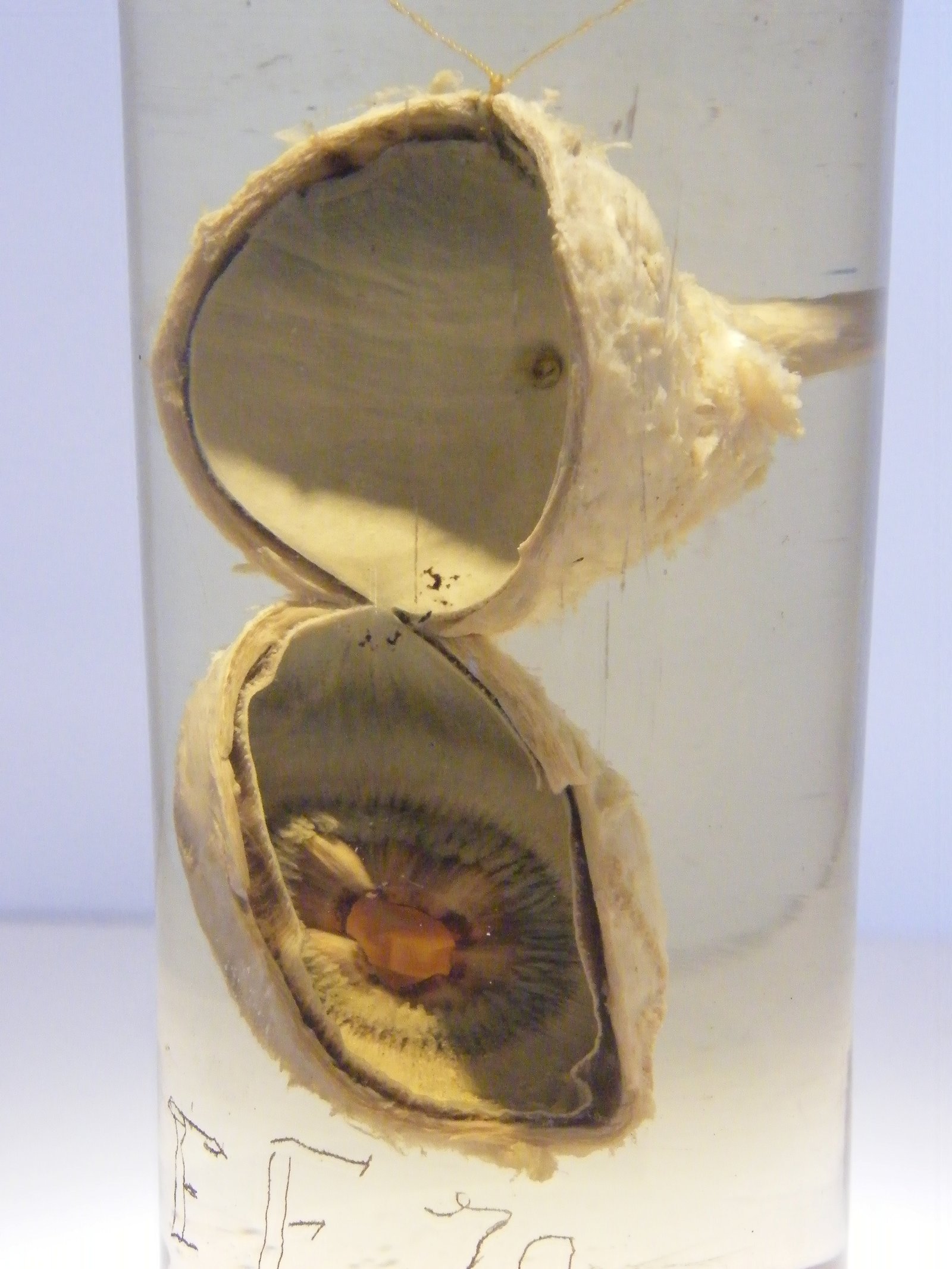 The Hunterian Museum and Art Gallery