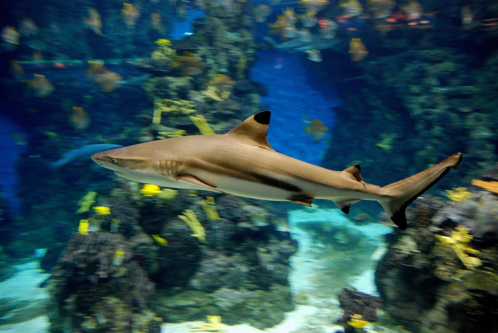 L’Aquàrium de Barcelona