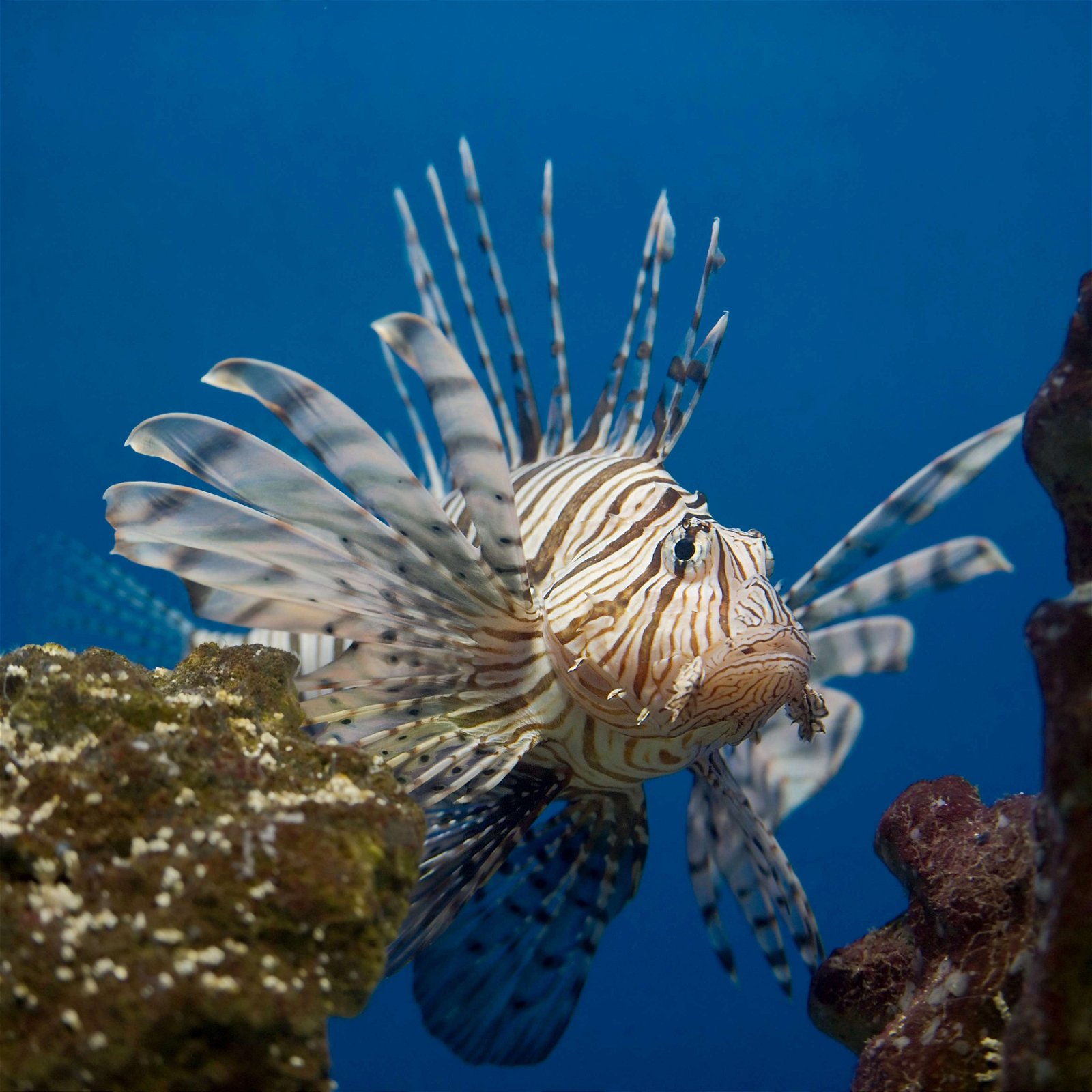 Aquarium-Museum van Luik