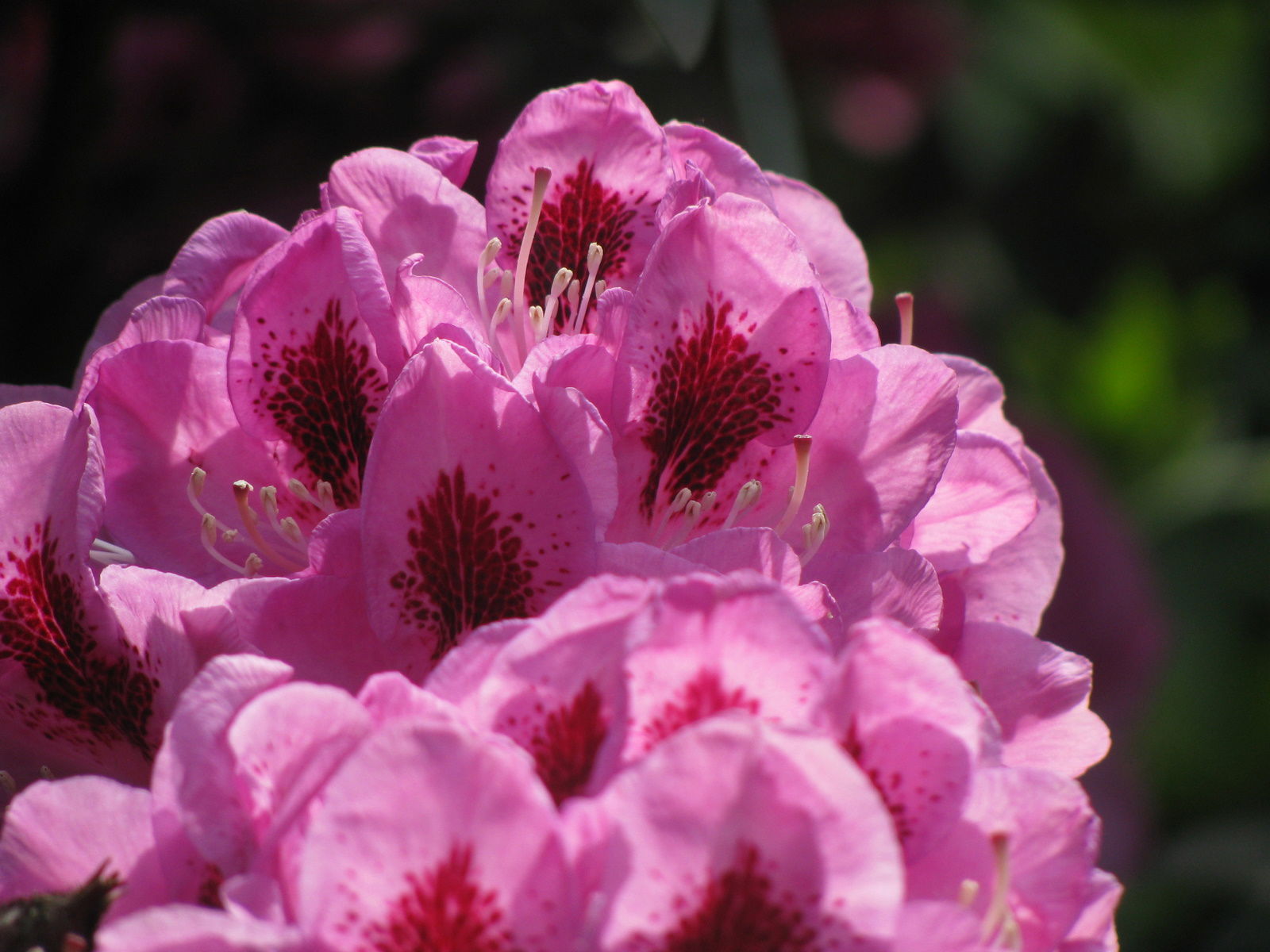 Arboretum de Kalmthout