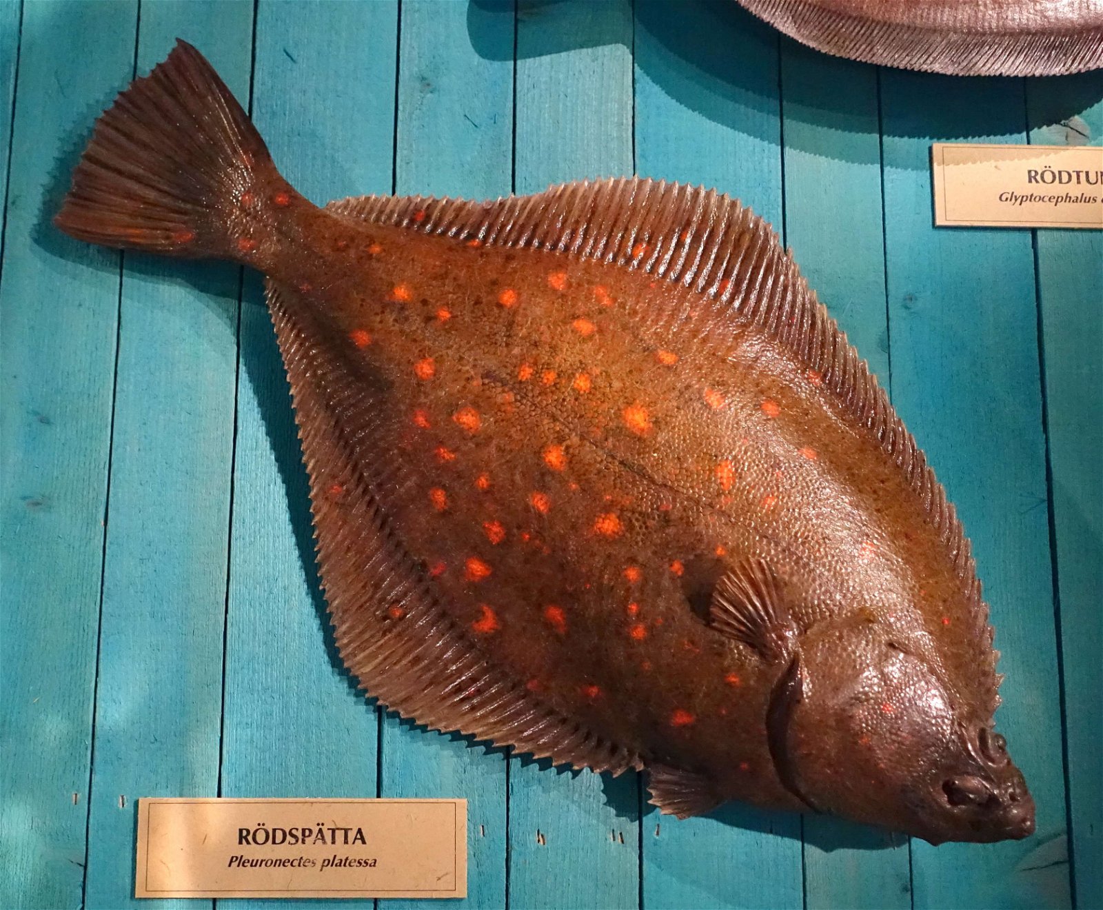 Swedish Museum of Natural History