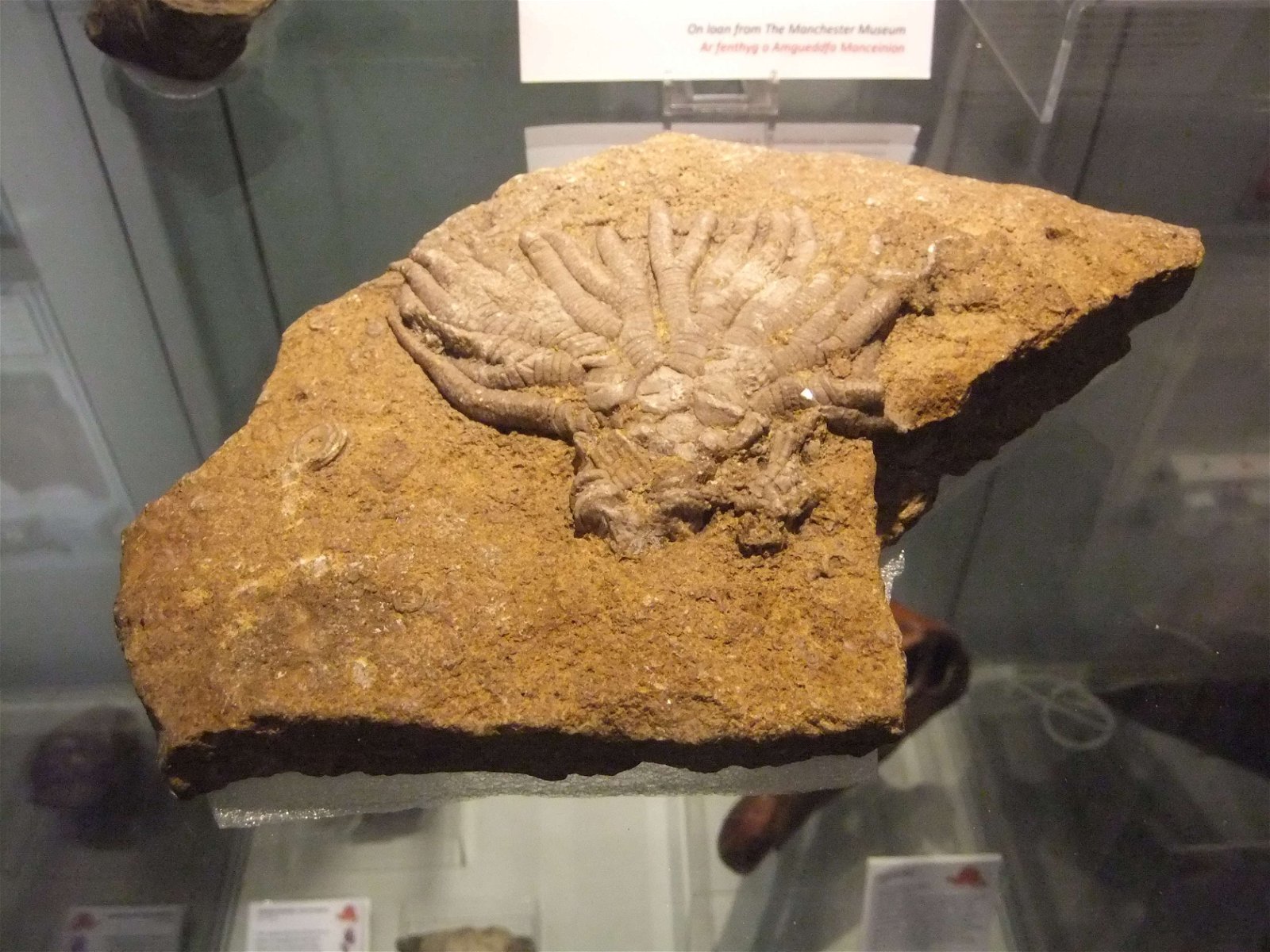 Wrexham County Borough Museum and Archives