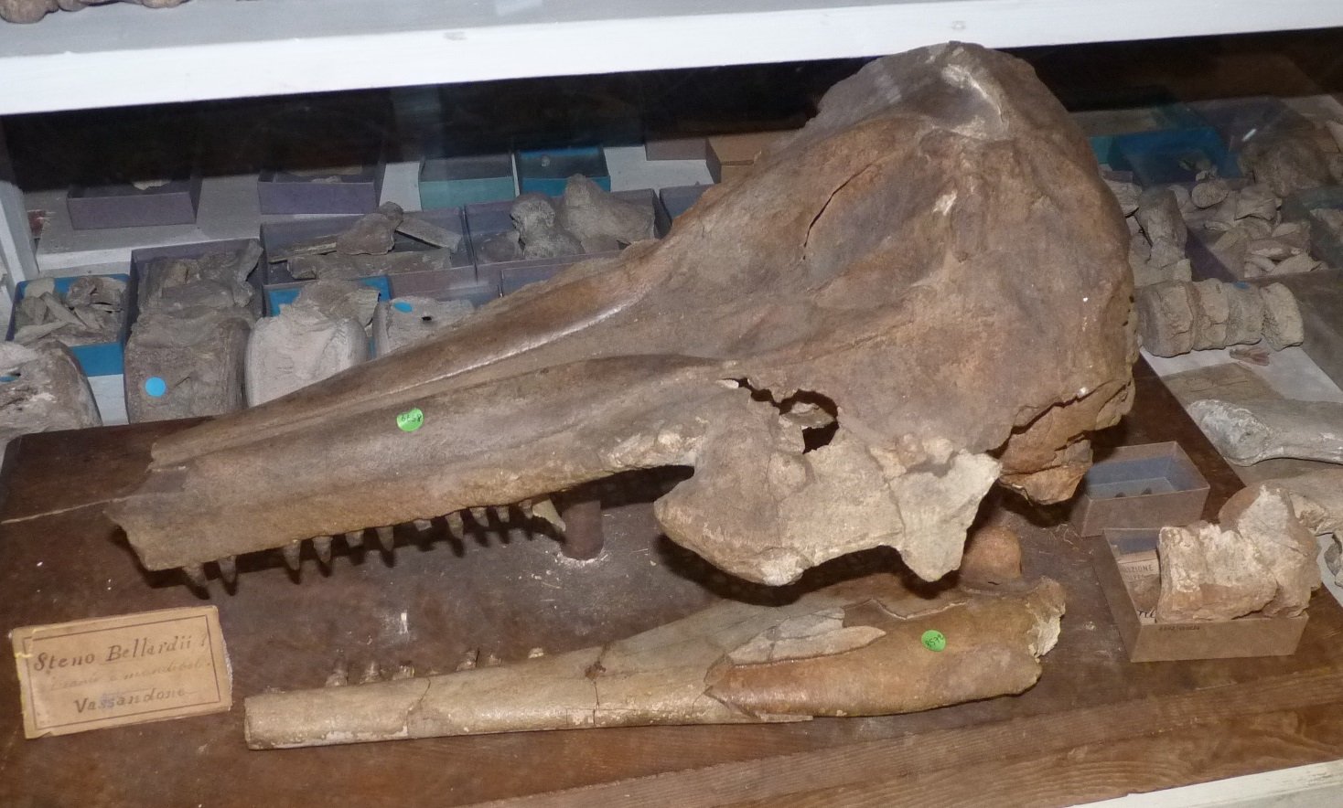 Museo Geologico Giovanni Capellini