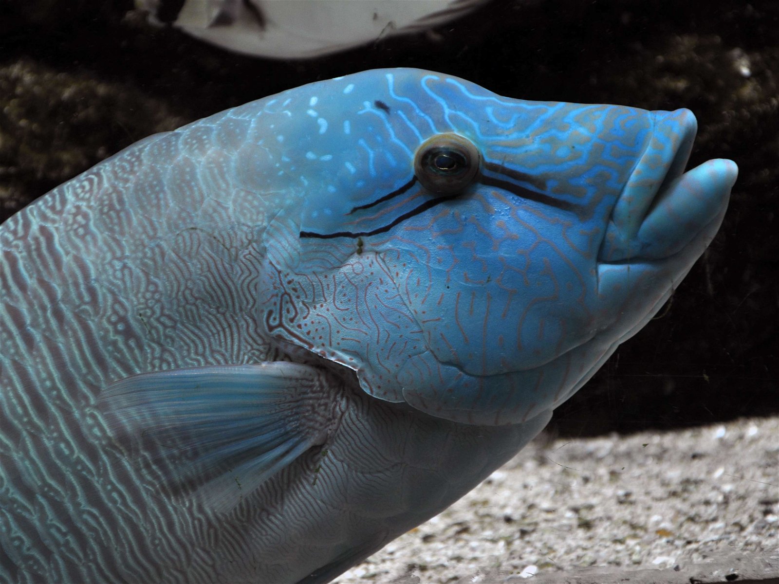 Liege Aquarium-Museum